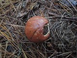 Suillus brevipes image