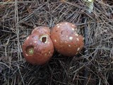 Suillus brevipes image