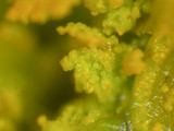 Xanthoria weberi image