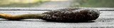 Elaphocordyceps ophioglossoides image