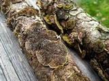 Trichaptum laricinum image