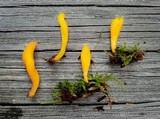 Microglossum rufum image