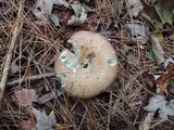 Lactarius deterrimus image