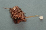 Strobilurus albipilatus image