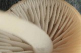 Strobilurus albipilatus image