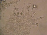 Strobilurus albipilatus image