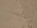 Strobilurus albipilatus image