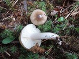 Hygrophorus agathosmus image