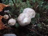 Hygrophorus agathosmus image