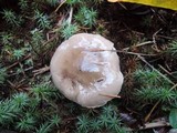Hygrophorus agathosmus image