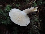 Hygrophorus agathosmus image