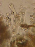 Inocybe calamistrata var. calamistrata image