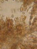 Inocybe calamistrata var. calamistrata image