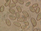 Inocybe calamistrata var. calamistrata image