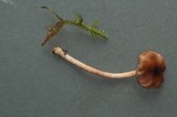 Inocybe phaeodisca image