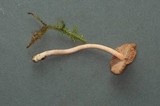 Inocybe phaeodisca image