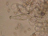 Inocybe phaeodisca image