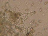 Inocybe phaeodisca image