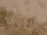 Inocybe phaeodisca image