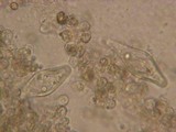 Inocybe phaeodisca image