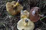 Suillus brevipes image