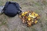 Suillus brevipes image