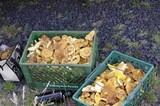 Suillus brevipes image