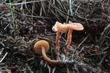 Laccaria proxima image