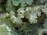 Lobaria oregana image