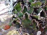 Peltigera aphthosa image