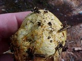 Rhizopogon occidentalis image