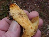 Suillus tomentosus image
