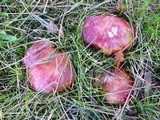 Russula rhodocephala image