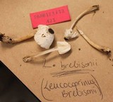 Leucocoprinus brebissonii image