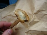 Inocybe corydalina image