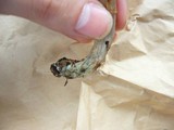 Inocybe corydalina image