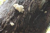 Pleurocybella porrigens image