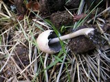 Panaeolus semiovatus image