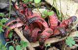 Clathrus archeri image