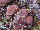 Suillus lakei image