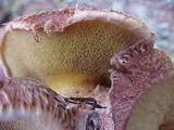 Suillus lakei image