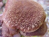 Suillus lakei image