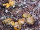 Tricholoma focale image