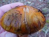 Tricholoma focale image
