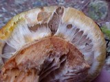 Tricholoma focale image