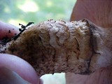 Tricholoma focale image