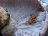 Tricholoma focale image