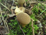 Lycoperdon echinatum image