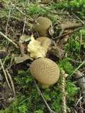 Lycoperdon echinatum image