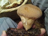 Lycoperdon echinatum image